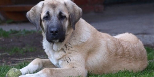 Kangal From Czech Heart