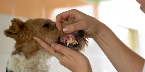 Veterinární Klinika Krmelín